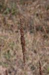 Longspike tridens